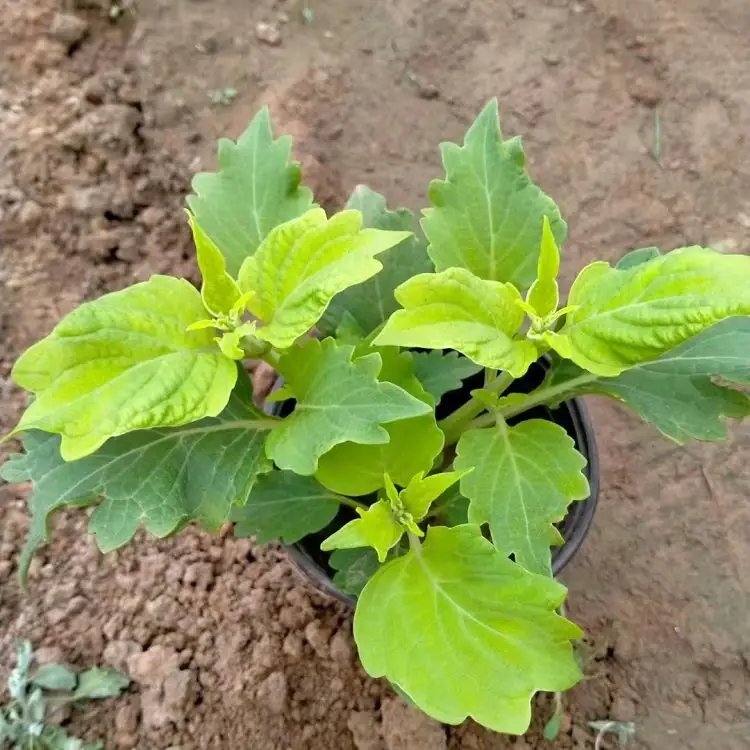 黄色彩叶草杯苗容器苗 黄色彩叶草杯苗容器苗