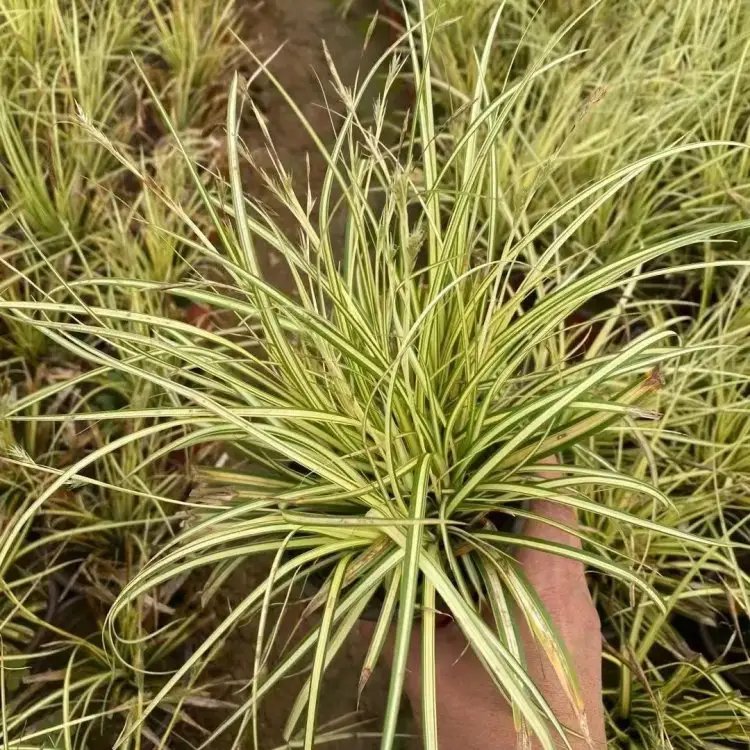 金叶苔草杯苗容器苗 金叶苔草杯苗容器苗