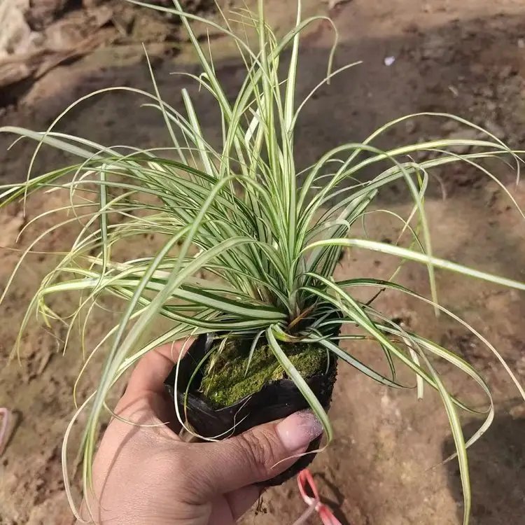 金叶苔草杯苗容器苗 金叶苔草杯苗容器苗