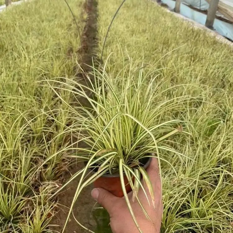 金叶苔草杯苗容器苗 金叶苔草杯苗容器苗