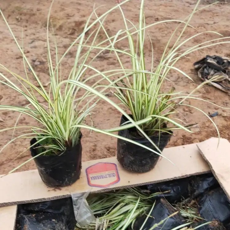 金叶苔草杯苗容器苗 金叶苔草杯苗容器苗