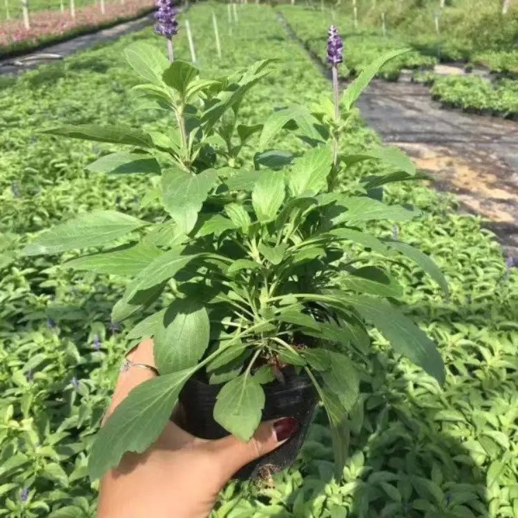 蓝花鼠尾草杯苗容器苗 蓝花鼠尾草杯苗容器苗
