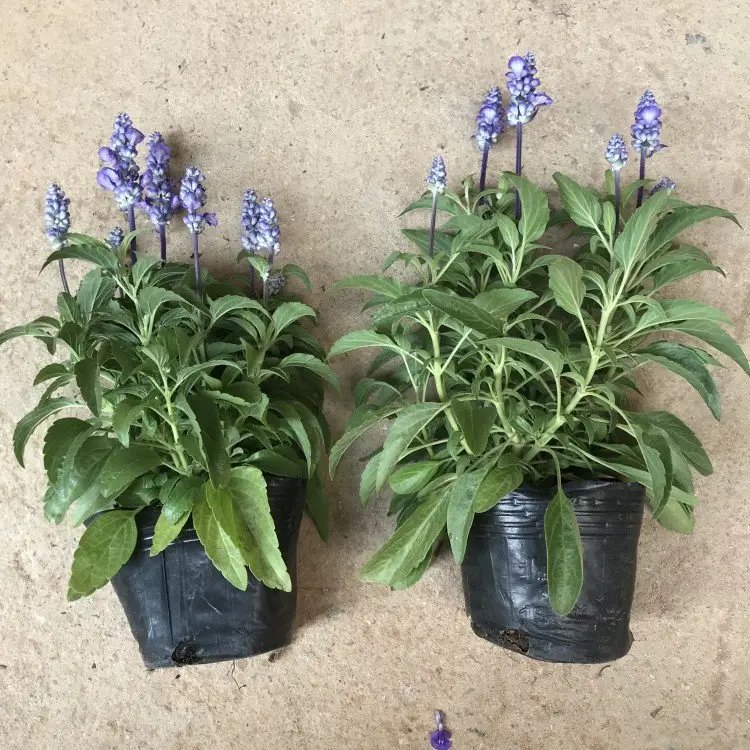 蓝花鼠尾草杯苗容器苗 蓝花鼠尾草杯苗容器苗