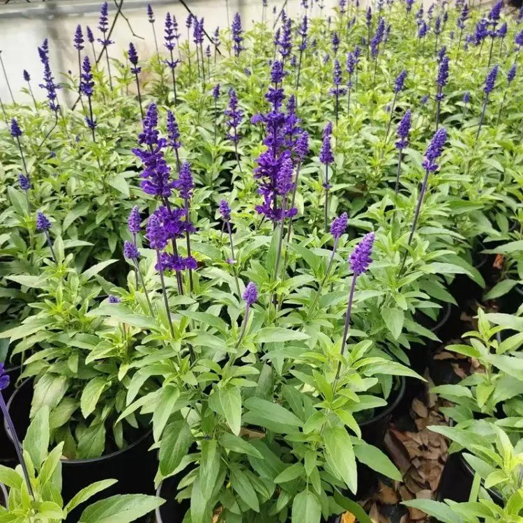 蓝花鼠尾草杯苗容器苗 蓝花鼠尾草杯苗容器苗