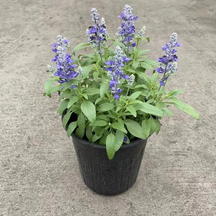 蓝花鼠尾草杯苗容器苗 蓝花鼠尾草杯苗容器苗