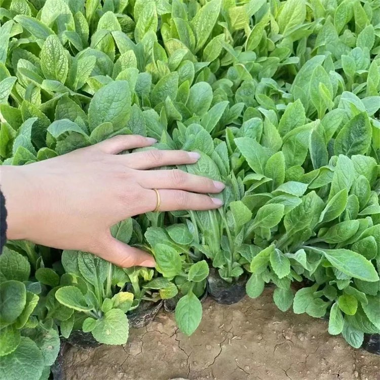 <a href='https://www.lvbad.com/caohuazhongzi/1596.html' target='_blank'>毛地黄</a>杯苗容器苗 <a href='https://www.lvbad.com/caohuazhongzi/1596.html' target='_blank'>毛地黄</a>杯苗容器苗