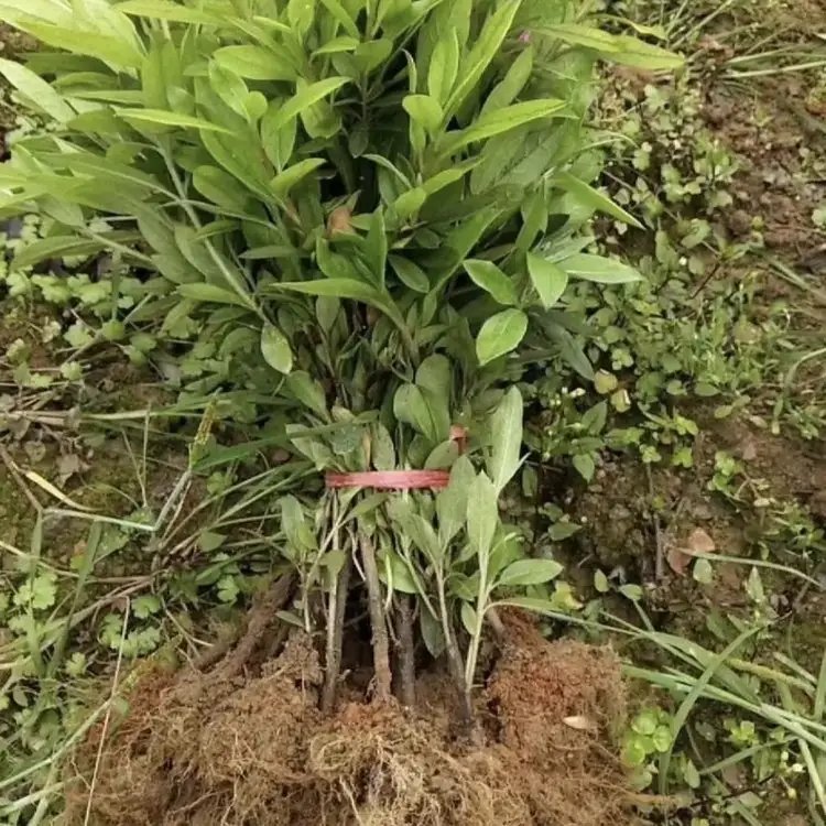 毛鹃杯苗容器苗毛球裸根 毛鹃杯苗容器苗毛球裸根