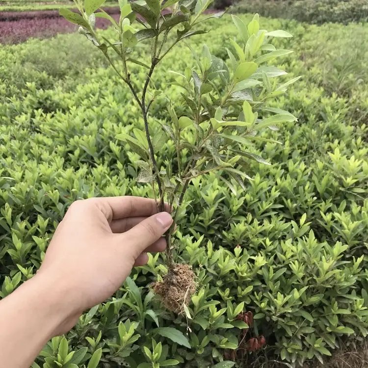 <a href='https://www.lvbad.com/dibeiguanmu/3523.html' target='_blank'>毛鹃</a>杯苗容器苗毛球裸根 <a href='https://www.lvbad.com/dibeiguanmu/3523.html' target='_blank'>毛鹃</a>杯苗容器苗毛球裸根