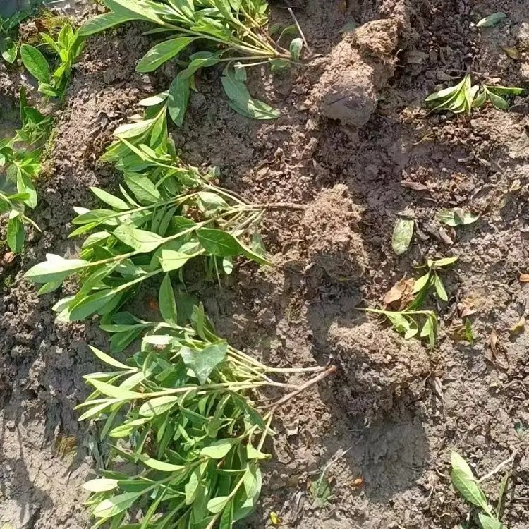 毛鹃杯苗容器苗毛球裸根 毛鹃杯苗容器苗毛球裸根