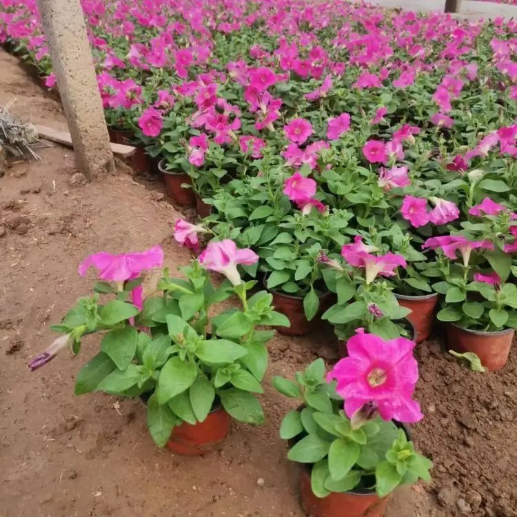 玫红牵牛花杯苗容器苗 玫红牵牛花杯苗容器苗