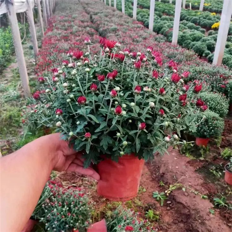 千头菊杯苗容器苗