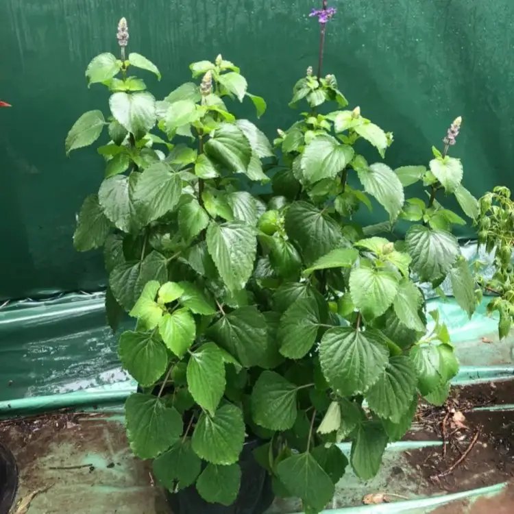 萨利<a href='https://www.lvbad.com/caohuazhongzi/1044.html' target='_blank'>芳香鼠尾草</a>杯苗容器苗