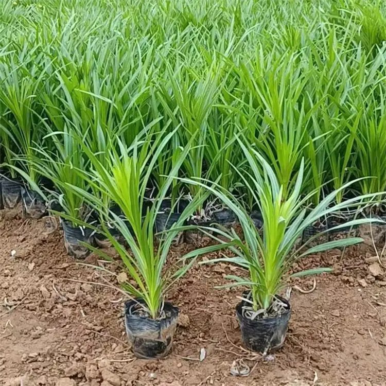 蛇鞭菊杯苗容器苗 蛇鞭菊杯苗容器苗
