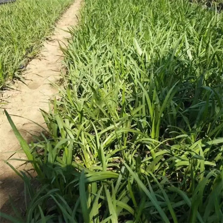 蛇鞭菊杯苗容器苗 蛇鞭菊杯苗容器苗