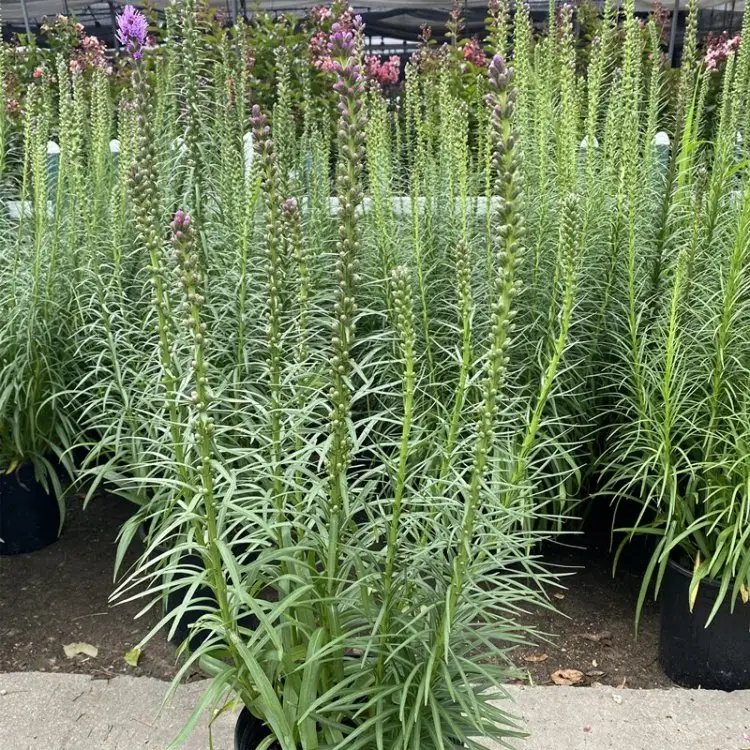 蛇鞭菊杯苗容器苗 蛇鞭菊杯苗容器苗