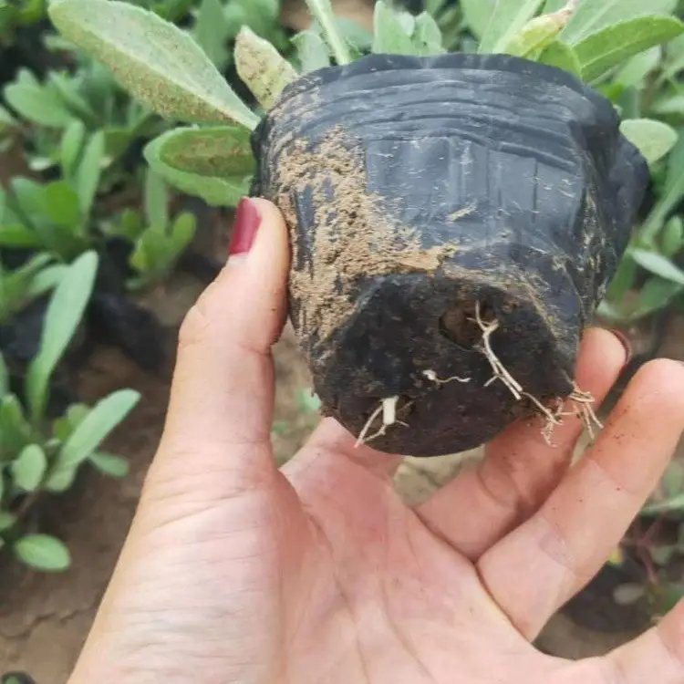 天人菊杯苗容器苗小苗 天人菊杯苗容器苗小苗