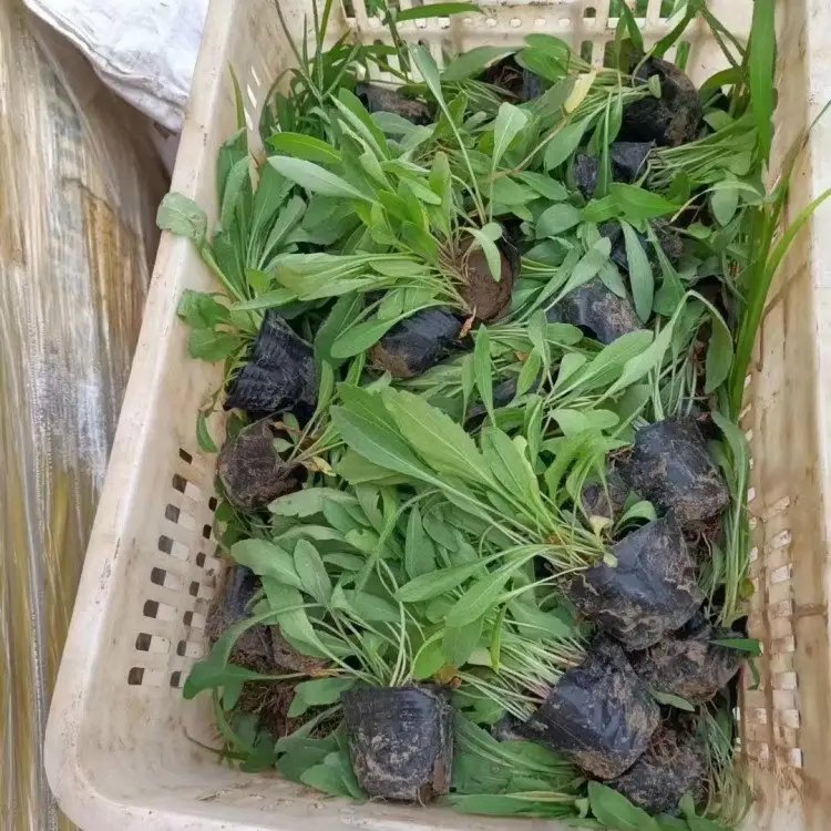 天人菊杯苗容器苗小苗 天人菊杯苗容器苗小苗