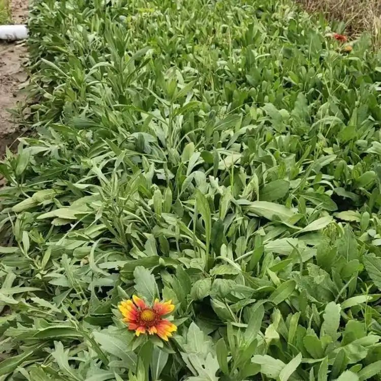 天人菊杯苗容器苗小苗 天人菊杯苗容器苗小苗