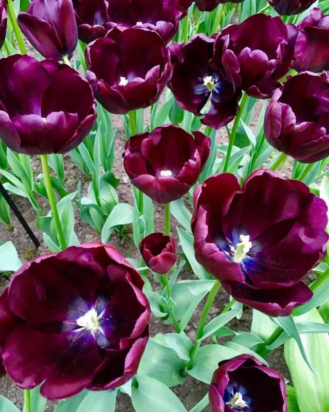 https://gimg2.baidu.com/image_search/src=http%3A%2F%2F5b0988e595225.cdn.sohucs.com%2Fq_70%2Cc_zoom%2Cw_640%2Fimages%2F20180401%2F65d15f97d8934e9197e4aaa7eea17094.jpeg&refer=http%3A%2F%2F5b0988e595225.cdn.sohucs.com&app=2002&size=f9999,10000&q=a80&n=0&g=0n&fmt=jpeg?sec=1614389357&t=83d9d3833cf66173e701a85a7fab10c9