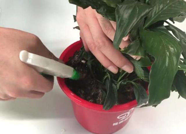 花盆里有虫子怎么去除花盆里有虫子用什么药去除