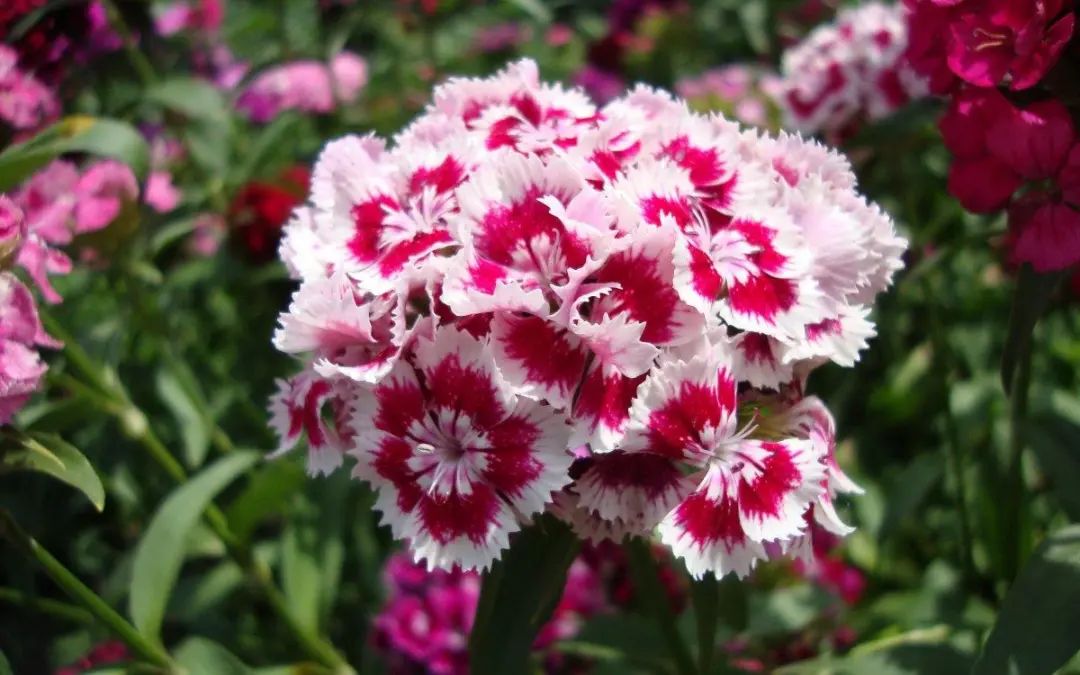 石竹花 石竹花