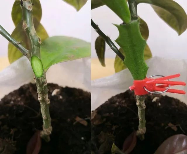 最佳嫁接时间到了教你用叶仙嫁接蟹爪兰长到比人高花开千百朵