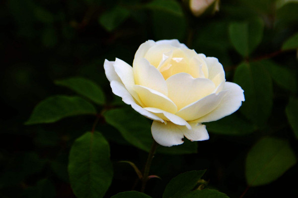 è·èè±çè±è¯­æ¯ä»ä¹