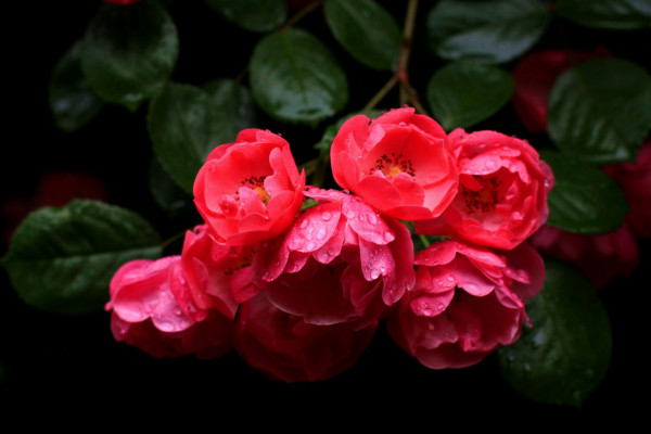 è·èè±çè±è¯­æ¯ä»ä¹