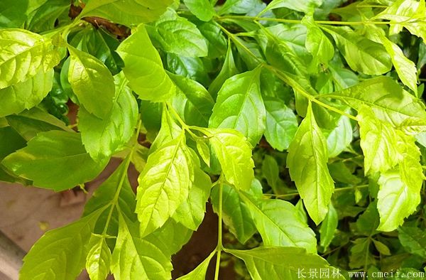 <a href='https://www.lvbad.com/linmuzhongzi/1806.html' target='_blank'>紫藤</a>树叶图片基地实拍