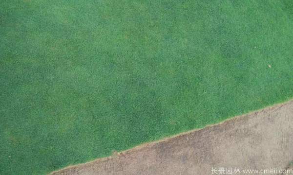 马尼拉草坪基地实拍图片