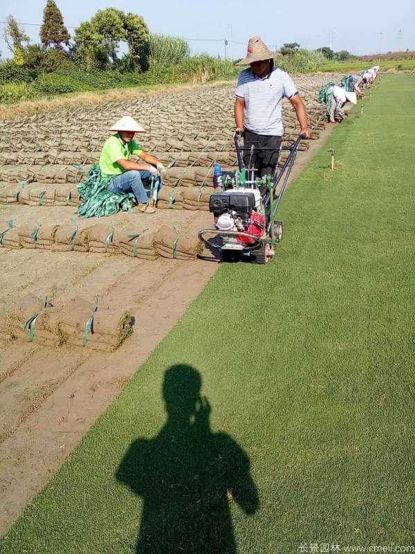 <a href='https://www.lvbad.com/caopingzhongzi/3258.html' target='_blank'>马尼拉草坪</a>图片基地实拍