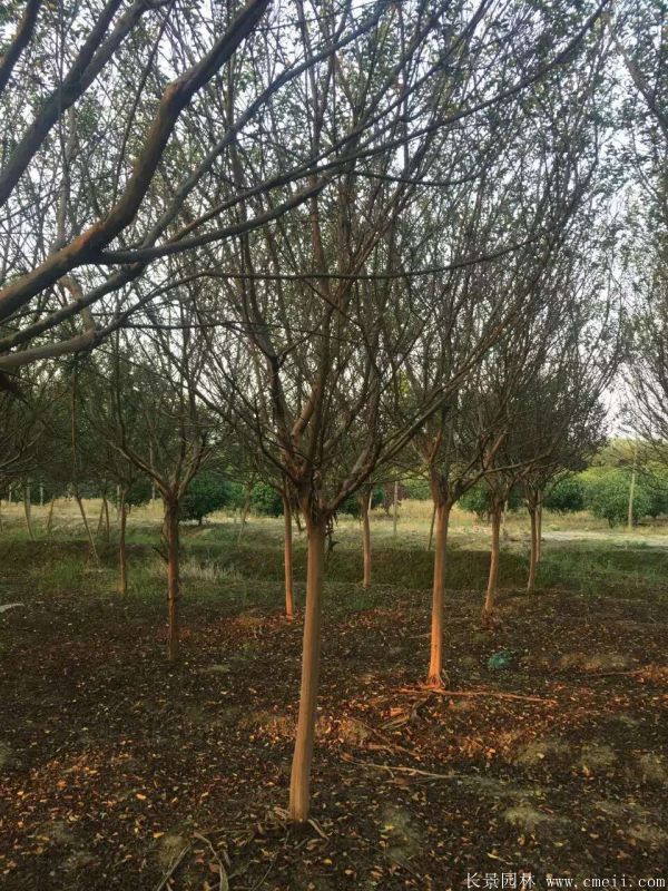 紫薇树图片基地实拍 紫薇树图片基地实拍
