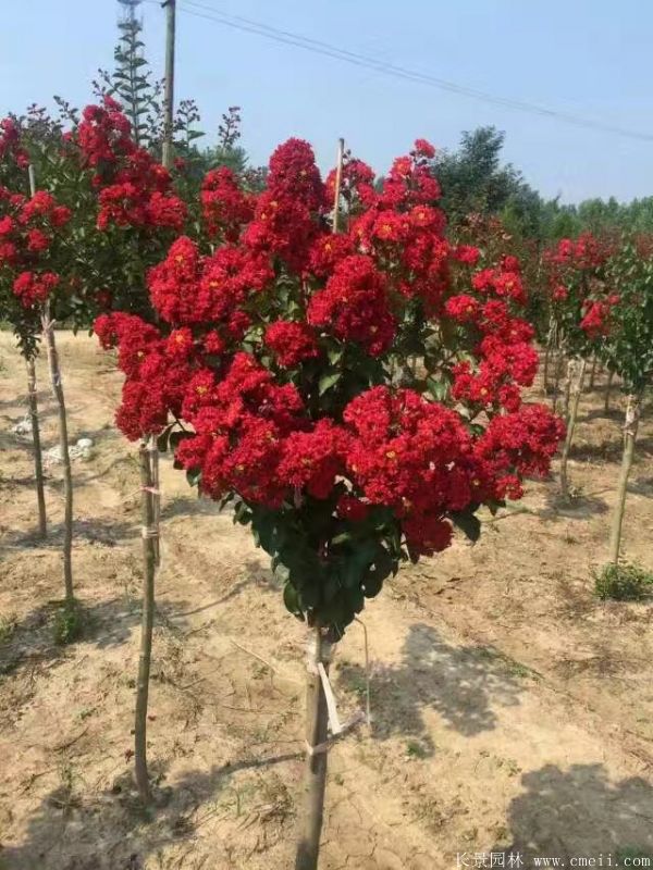 紫薇树图片基地实拍 紫薇树图片基地实拍