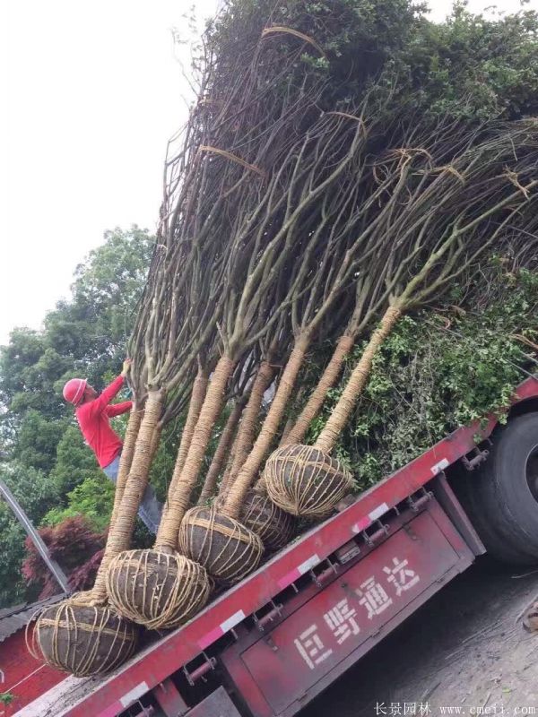 紫薇树图片基地实拍 紫薇树图片基地实拍