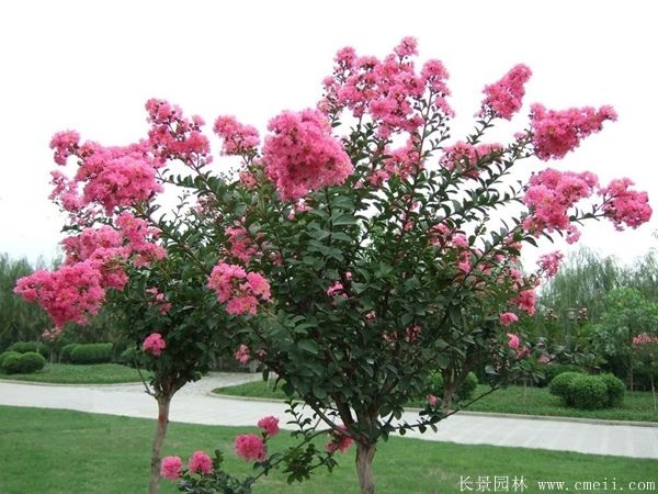 紫薇树图片基地实拍 紫薇树图片基地实拍