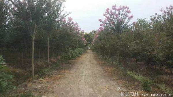 紫薇树图片基地实拍 紫薇树图片基地实拍