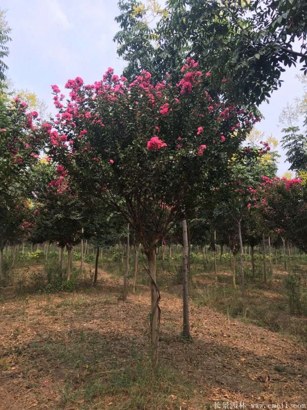 紫薇树图片基地实拍 紫薇树图片基地实拍
