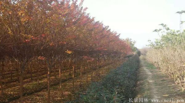 紫薇树图片基地实拍 紫薇树图片基地实拍