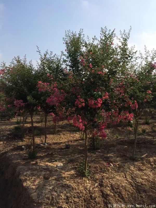 紫薇树图片基地实拍 紫薇树图片基地实拍