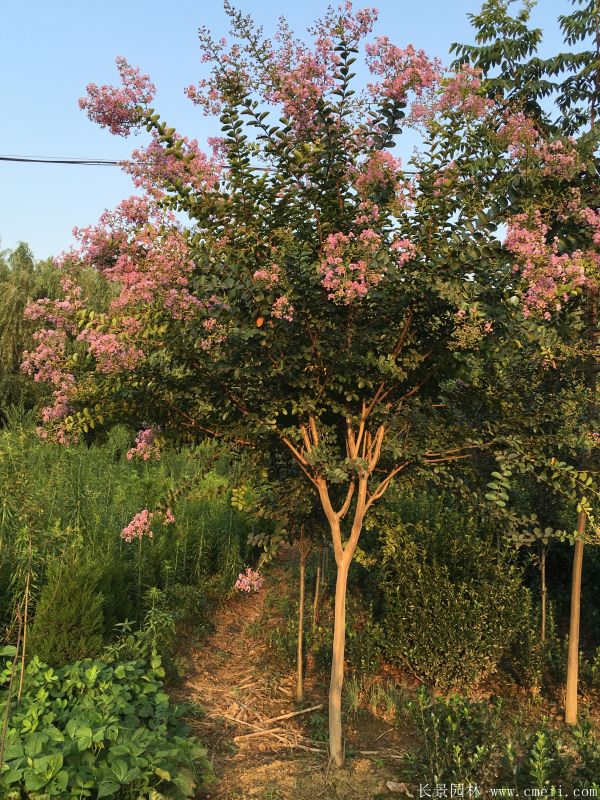 紫薇树图片基地实拍 紫薇树图片基地实拍