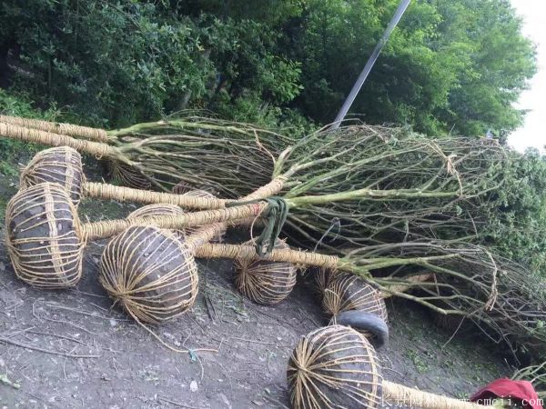 紫薇树图片基地实拍 紫薇树图片基地实拍