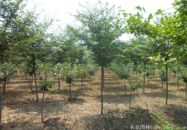紫薇树图片基地实拍 紫薇树图片基地实拍