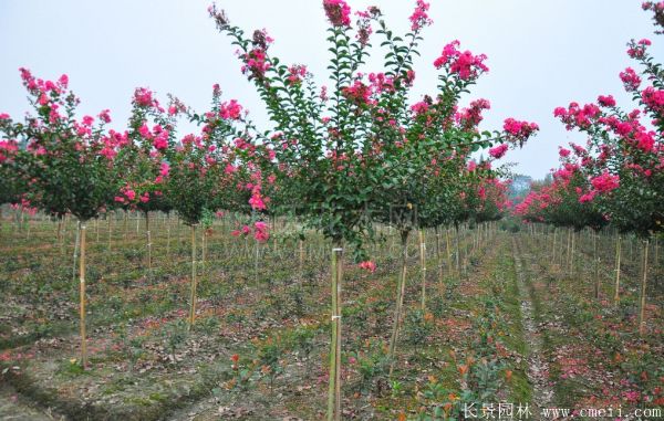 紫薇树图片基地实拍 紫薇树图片基地实拍