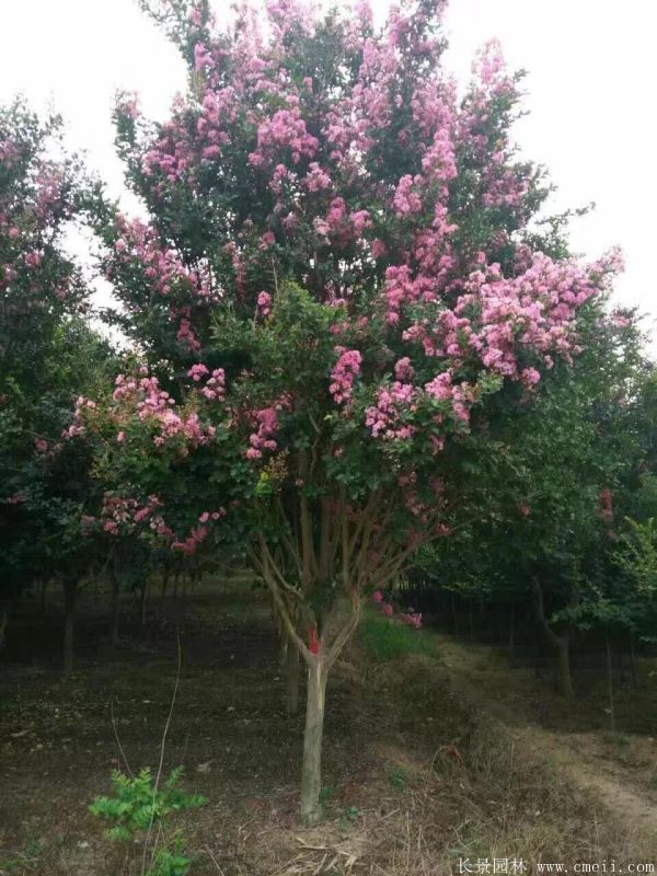 <a href='https://www.lvbad.com/linmuzhongzi/1698.html' target='_blank'>紫薇</a>树图片基地实拍