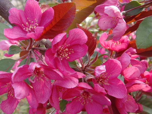 <a href='https://www.lvbad.com/xiaoqiaomu/3535.html' target='_blank'>北美海棠</a>