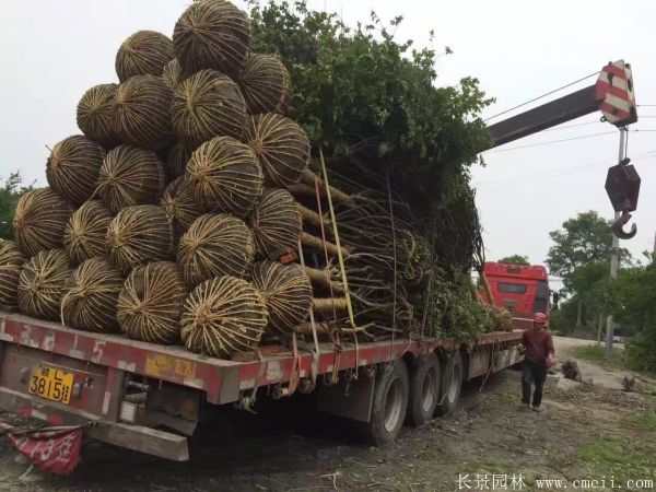 紫薇树图片基地实拍