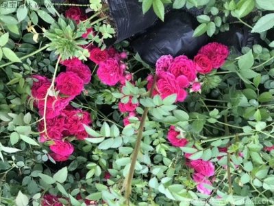 红花蔷薇常见的病虫害以及防治方法