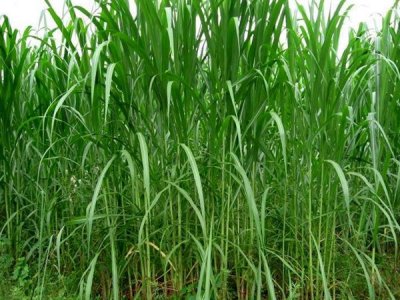 甜象草的种植方法及养护技巧
