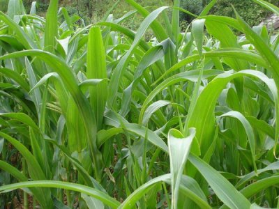 玉米草的收割方法与收割时期