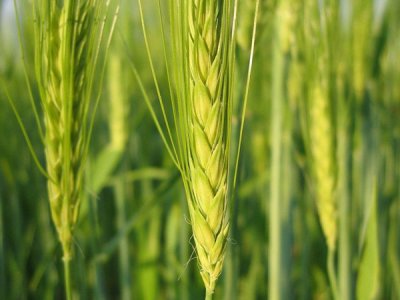 冬大麦种植每公顷需要多少种子